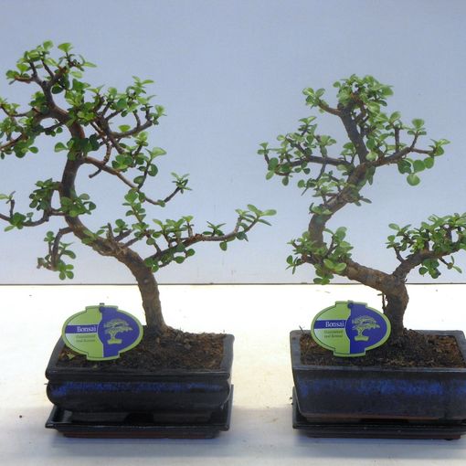 Portulacaria afra