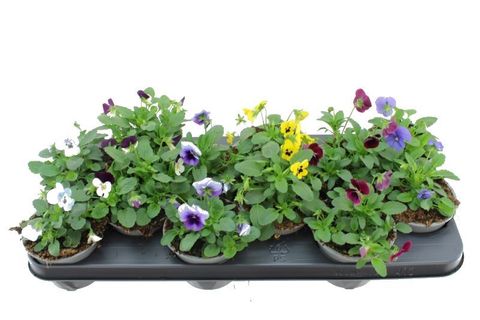 Viola CORNUTA MIX — Plant Wholesale FlorAccess