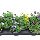 Viola CORNUTA MIX