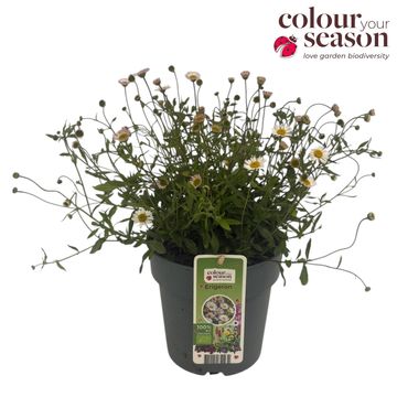 Erigeron karvinskianus 'Profusion'
