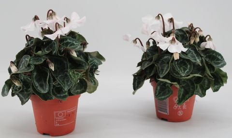 Cyclamen persicum SUPER SERIE PETTICOAT WHITE