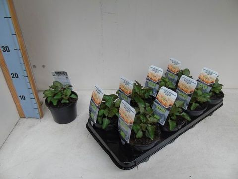 Acmella oleracea purpurea