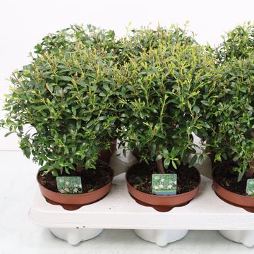 Myrtus communis
