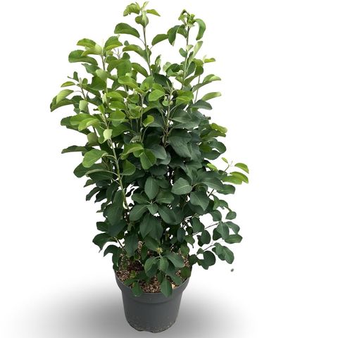 Amelanchier alnifolia 'Obelisk'