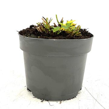 Astrantia 'Buckland'