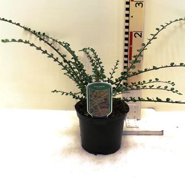 Cotoneaster horizontalis