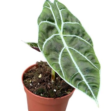 Alocasie 'Watsoniana Big Form'
