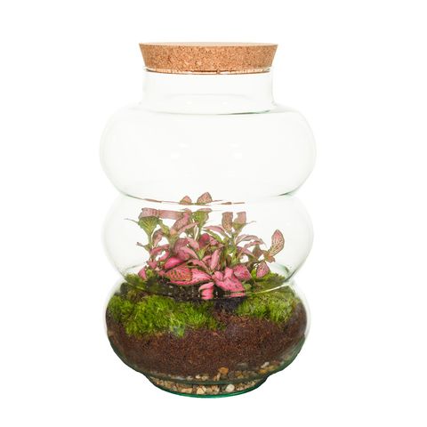 Arrangement Terrarium
