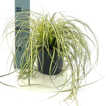 Carex oshimensis 'Evergold'