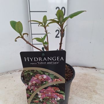 Hydrangea aspera 'Velvet Lace'