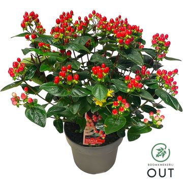 Hypericum MIRACLE ATTRACTION