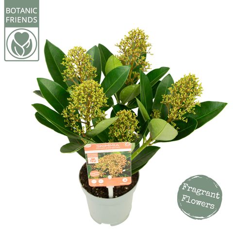 Skimmia japonica MIRACLE