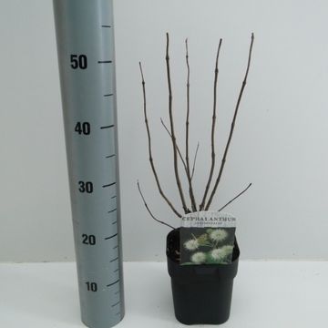 Cephalanthus occidentalis