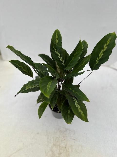 Calathea 'Maui Queen'