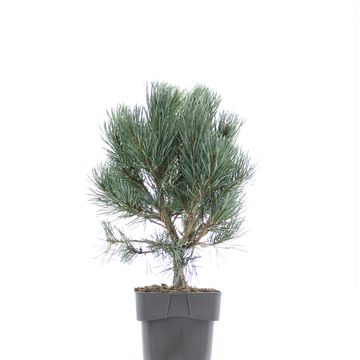 Pinus sylvestris 'Watereri'