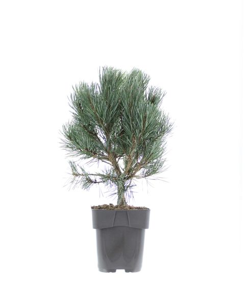 Pinus sylvestris 'Ватерери'