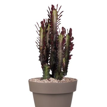 Euphorbia trigona 'Rubra'