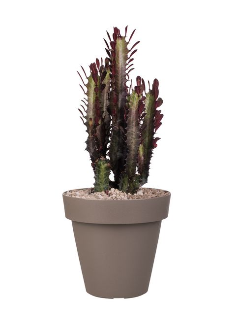 Euphorbia trigona 'Rubra'