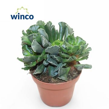 Adromischus cristatus