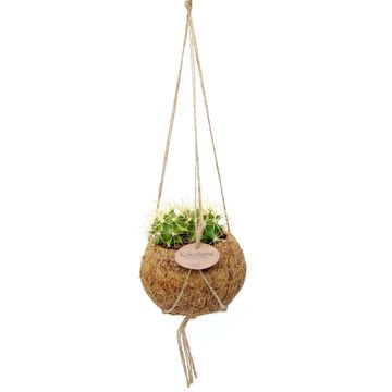 Hanging plants MIX