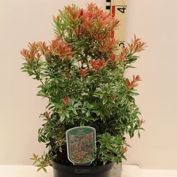 Pieris japonica 'Little Heath'