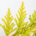 x Cupressocyparis leylandii 'Gold Rider'