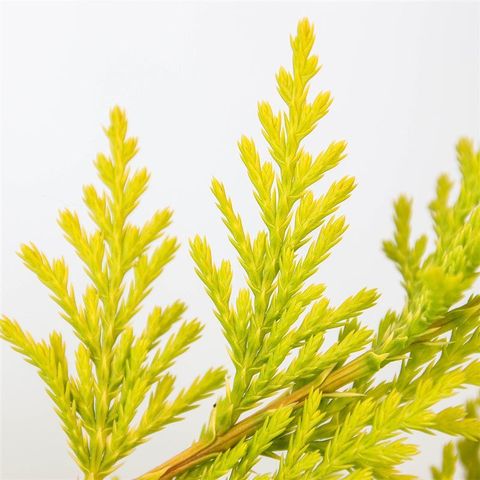 x Cupressocyparis leylandii 'Gold Rider'