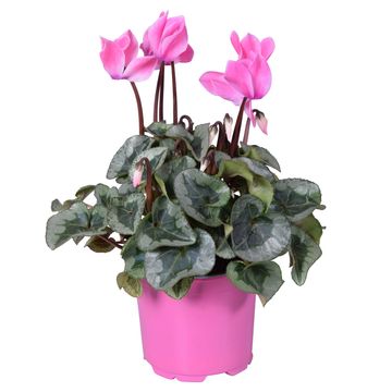 Cyclamen persicum SUPER SERIE REMBRANDT MIX