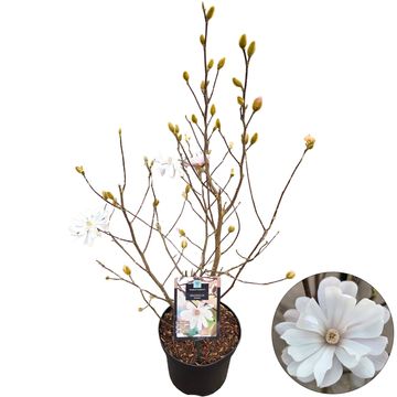 Magnolia stellata