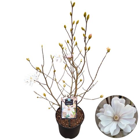 Magnolia stellata