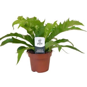 Asplenium antiquum GIOIA