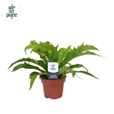 Asplenium antiquum GIOIA