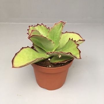 Kalanchoe synsepala