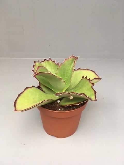 Kalanchoe synsepala