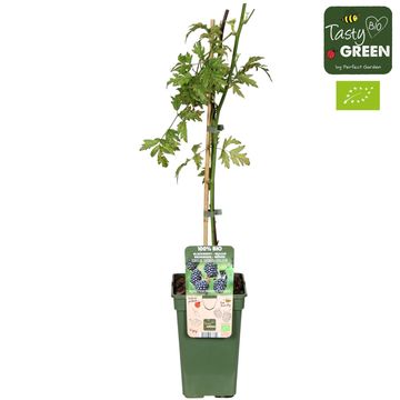Rubus fruticosus 'Thornless Evergreen'
