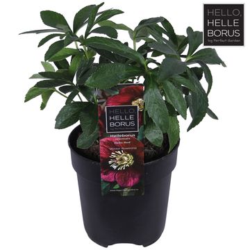 Helleborus orientalis 'Hello Red'