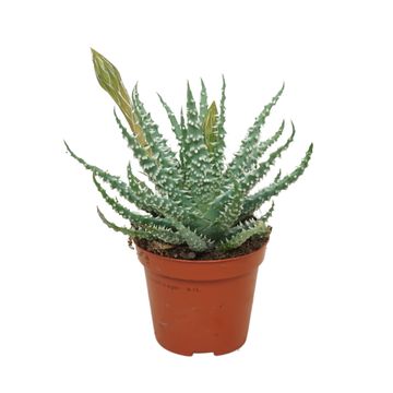 Aloe humilis