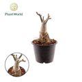 Adenium obesum