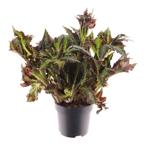 Begonia heracleifolia 'Vampire'