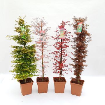 Acer palmatum MIX