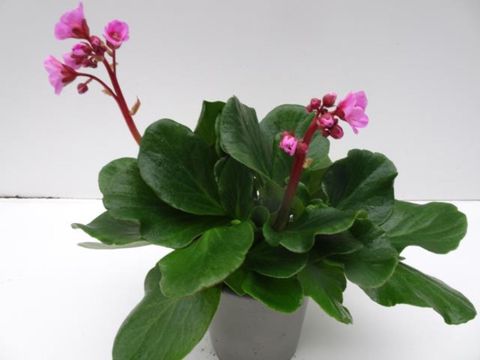 Bergenia 'Rosenkristall'