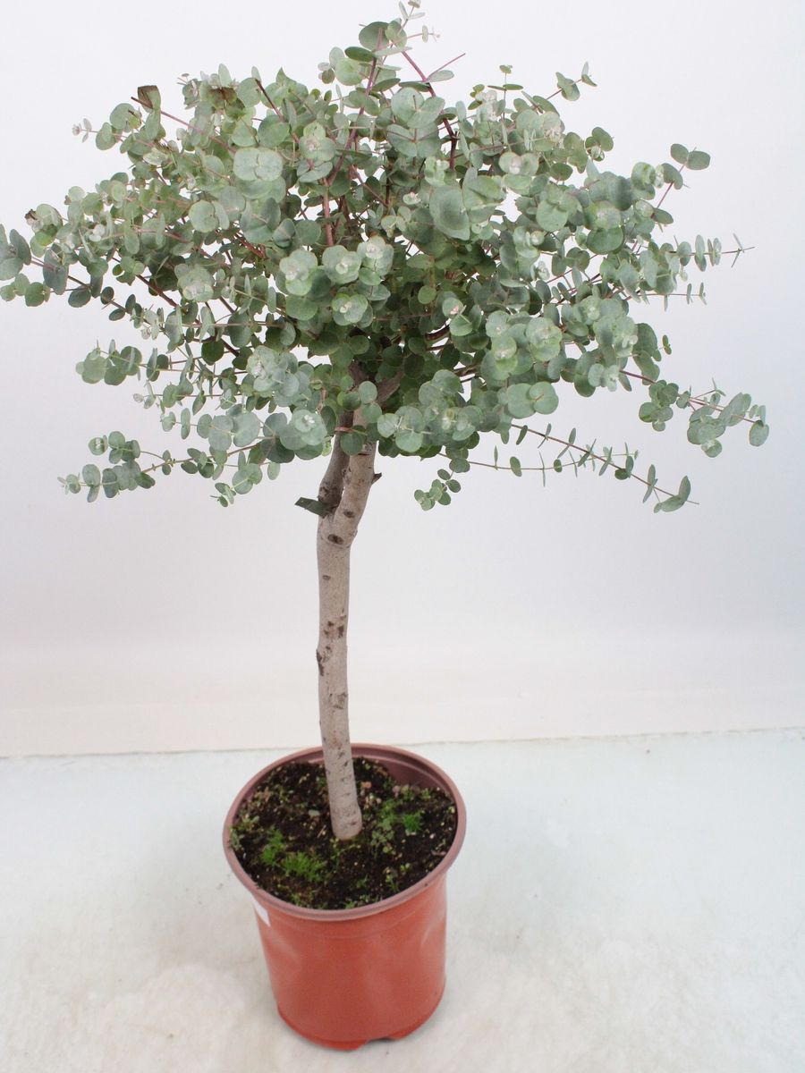 Eucalyptus gunnii — Plant Wholesale FlorAccess