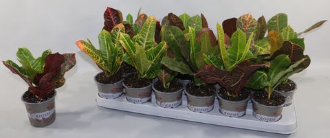 Codiaeum variegatum 'Экселлент'