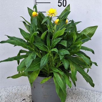 Xerochrysum bracteatum MIX