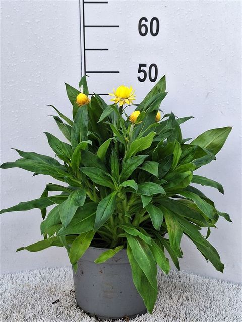 Xerochrysum bracteatum MIX
