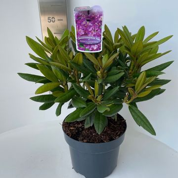 Rhododendron 'Bohlken's Lupinenberg' (Y)