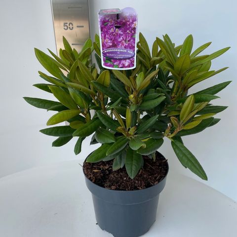 Rhododendron 'Bohlken's Lupinenberg' (Y)