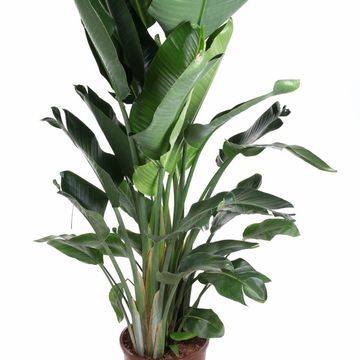 Strelitzia nicolai