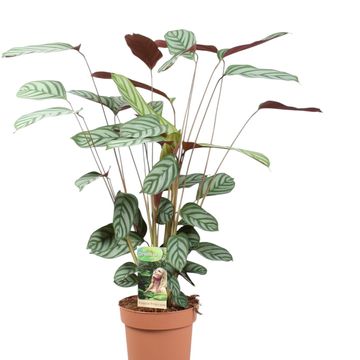 Ctenanthe setosa 'Compactstar'