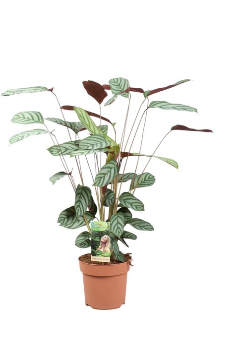 Ctenanthe setosa 'Compactstar'